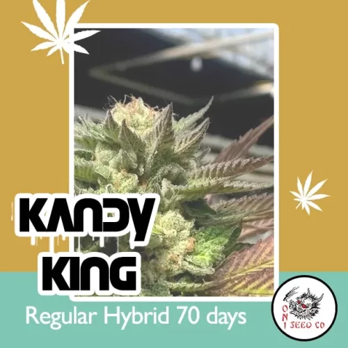 Kandy King