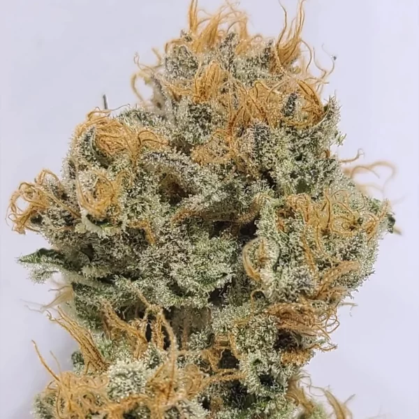 Honey Bunny - Image 2