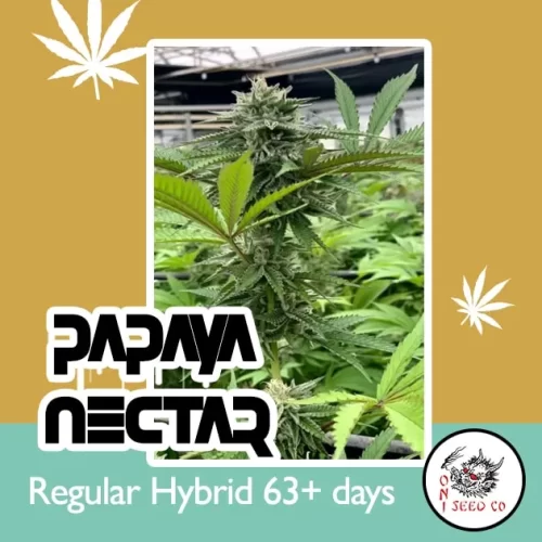 Papaya Nectar