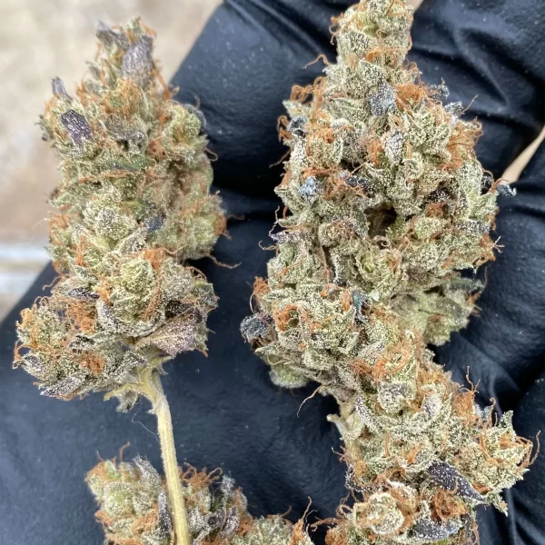 Sundown Sherbert - Image 2