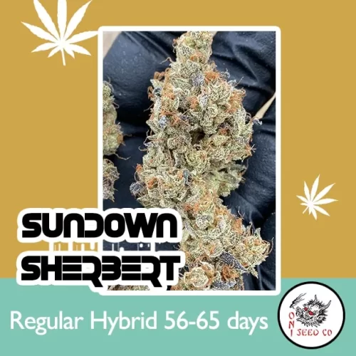 Sundown Sherbert