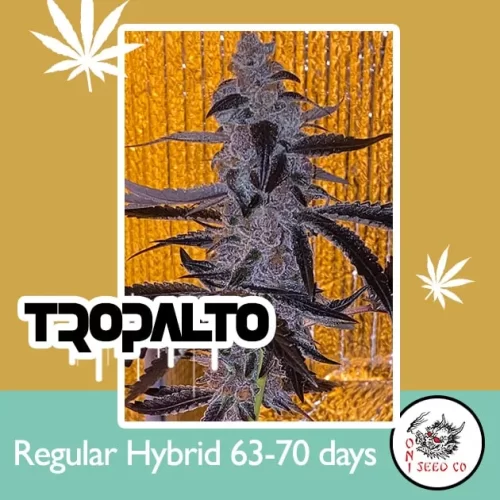 Tropalto