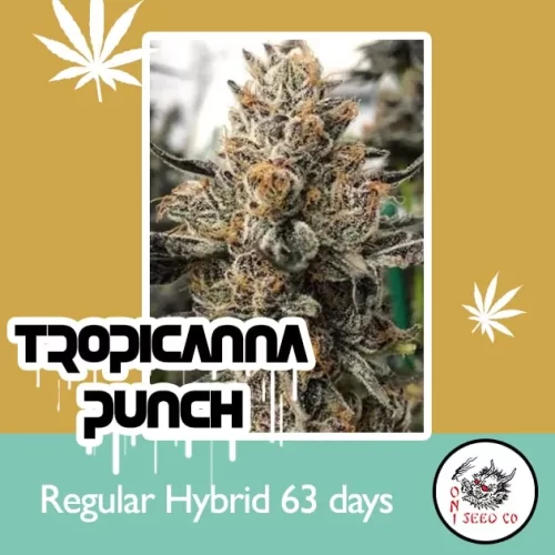 Tropicanna Punch bx