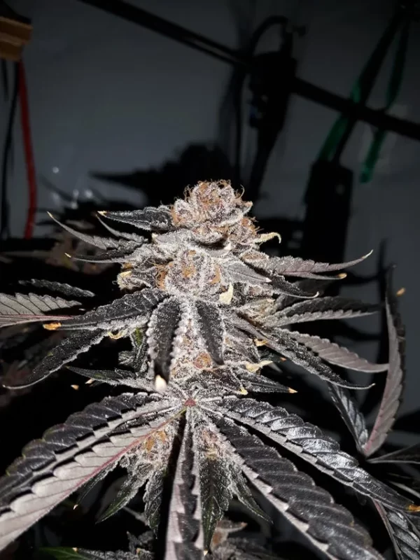Tropicanna Punch bx - Image 2