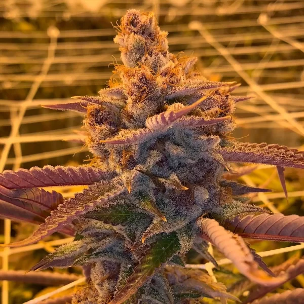 Strawpaya - Image 2
