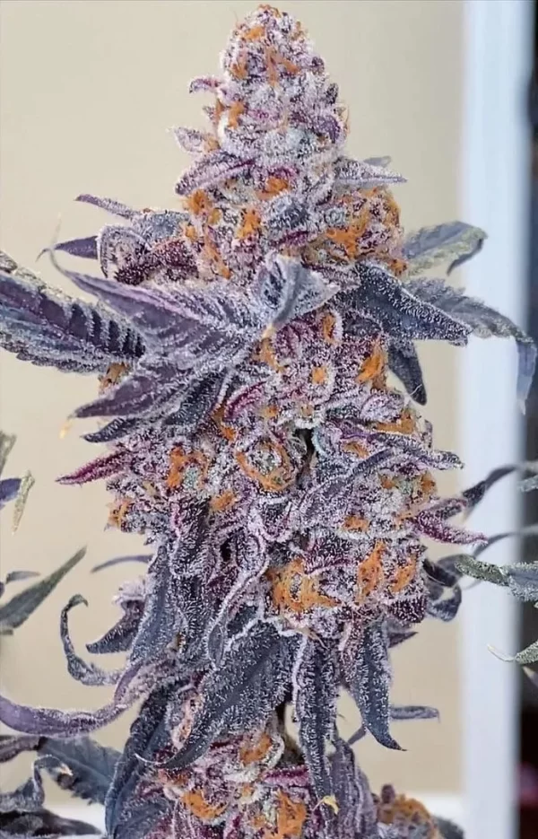 Dirty Kush Breath - Image 2