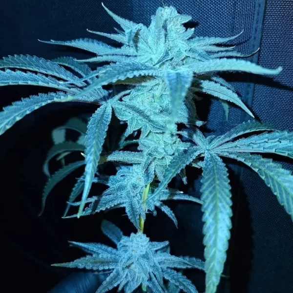 Loud Cake - Image 2