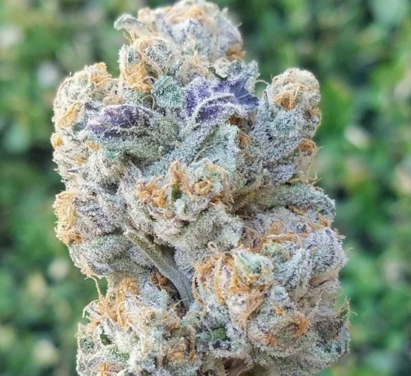Slurricane - Image 2
